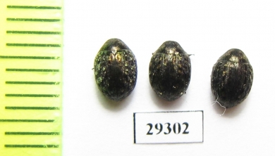 Cytilus sericeus  Russia, Tver reg. - INSECTS-STORE.RU