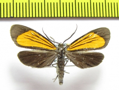 Erebidae sp.  Bolivia - INSECTS-STORE.RU