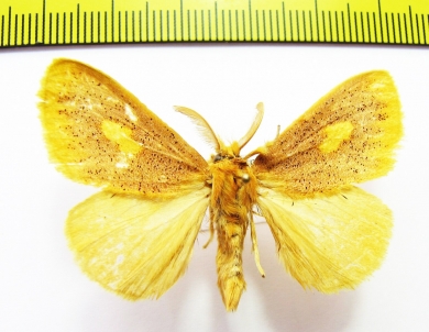 Erebidae sp.?  Nepal - INSECTS-STORE.RU