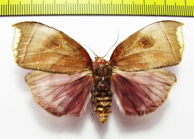 Noctuidae sp.  French Guiana - INSECTS-STORE.RU