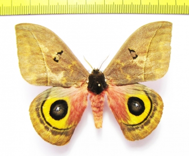 Saturniidae sp.  Ecuador - INSECTS-STORE.RU