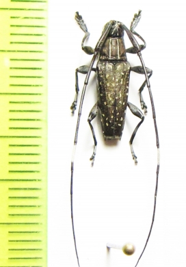 Colobothea naevigera  Peru - INSECTS-STORE.RU