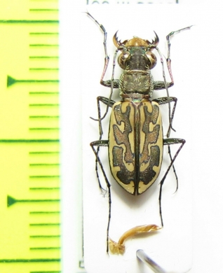 Lophyra neglecta intermedia  South Africa Rep. - INSECTS-STORE.RU