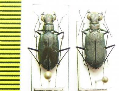 Calomera funerea, pair  Vietnam - INSECTS-STORE.RU