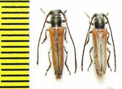 Phytoecia nivea  Uzbekistan - INSECTS-STORE.RU