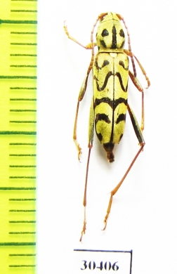 Xylotrechus diversesignatus  China - INSECTS-STORE.RU