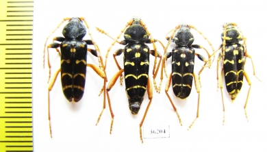 Plagionotus arcuatus  Russia, Kaluga reg. - INSECTS-STORE.RU