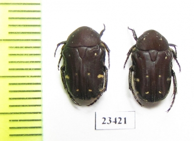 Gametis sp.  China, Guangxi prov. - INSECTS-STORE.RU