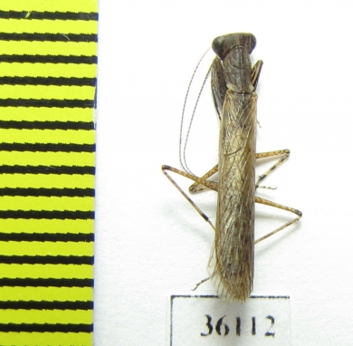 Mantodea sp.  Thailand - INSECTS-STORE.RU