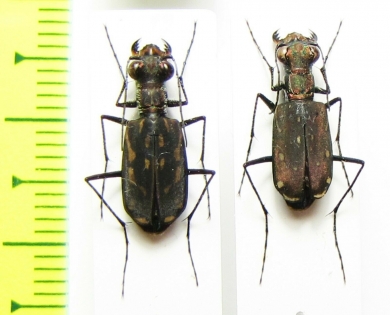 Lophyra striolata  Thailand - INSECTS-STORE.RU