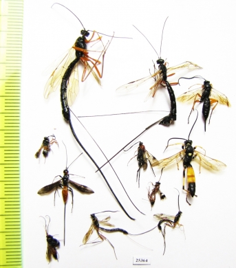 Ichneumonoidea sp.  Russia, Tver reg. - INSECTS-STORE.RU