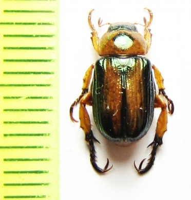 Adoretosoma elegans  China, Jiangxi prov. - INSECTS-STORE.RU