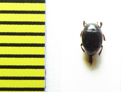 Gnathoncus rotundatus  Belorussia - INSECTS-STORE.RU