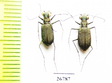 Cicindelinae sp., pair  Panama - INSECTS-STORE.RU