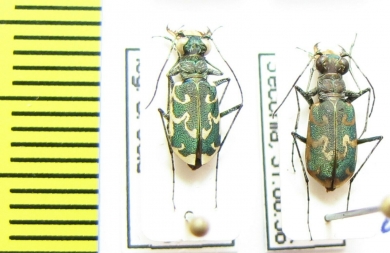 Cylindera arenaria  Italy - INSECTS-STORE.RU