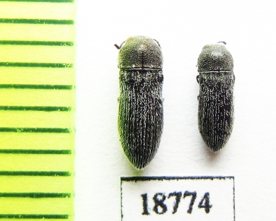 Acmaeoderella cinerea  Kirgizstan - INSECTS-STORE.RU