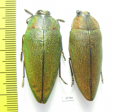 Steraspis sp.  Zambia - INSECTS-STORE.RU