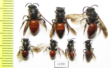 Hymenoptera sp.  Russia, Tver reg. - INSECTS-STORE.RU