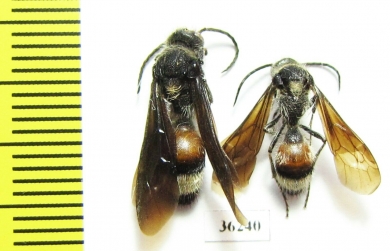 Mutillidae sp.  Russia, Astrakhan reg. - INSECTS-STORE.RU