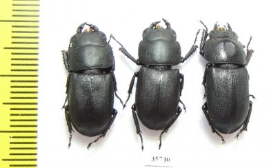 Dorcus parallelopipedus, pair  Russia, N.Caucasus - INSECTS-STORE.RU