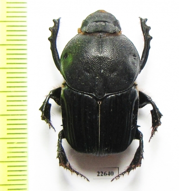 Heteronitis sp.  South Africa Rep. - INSECTS-STORE.RU