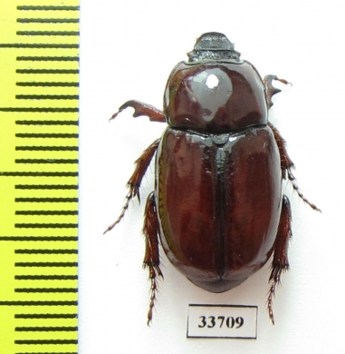 Dasygnathus blattocomes  Australia - INSECTS-STORE.RU