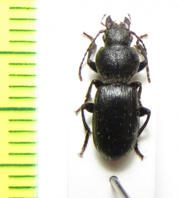 Eocarterus propagator  Tajikistan - INSECTS-STORE.RU