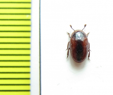 Monomma sp.  Peru - INSECTS-STORE.RU