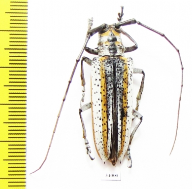 Deliathis quadrilineator, female  Ecuador - INSECTS-STORE.RU