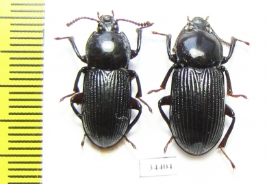 Tenebrionidae sp.  Australia - INSECTS-STORE.RU