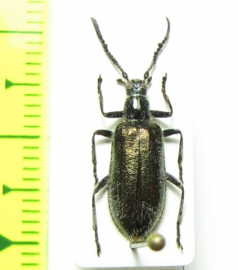 Tenebrionidae sp.  India - INSECTS-STORE.RU