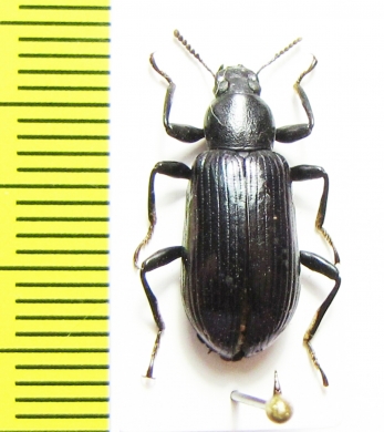 Tenebrionidae sp.  China, Hubei prov. - INSECTS-STORE.RU