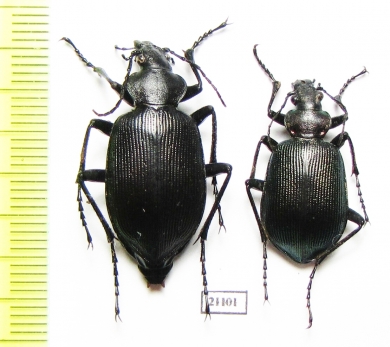 Calosoma cyanescens, pair  Russia, Far East - INSECTS-STORE.RU