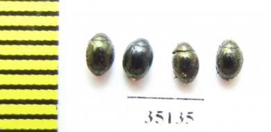 Lamprobyrrhulus nitidus  Russia, Tver reg. - INSECTS-STORE.RU