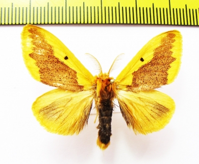 Erebidae sp.?  Nepal - INSECTS-STORE.RU