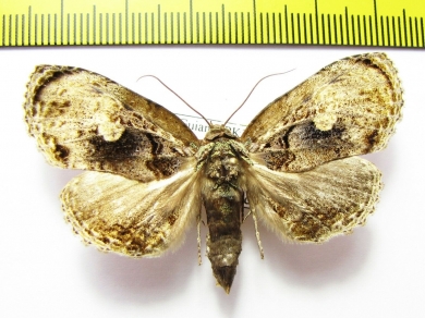 Noctuidae sp.  French Guiana - INSECTS-STORE.RU