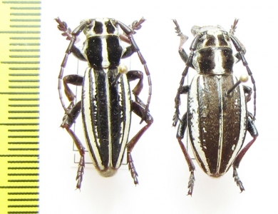 Dorcadion gebleri lukhtanovi, pair  Kazakhstan - INSECTS-STORE.RU