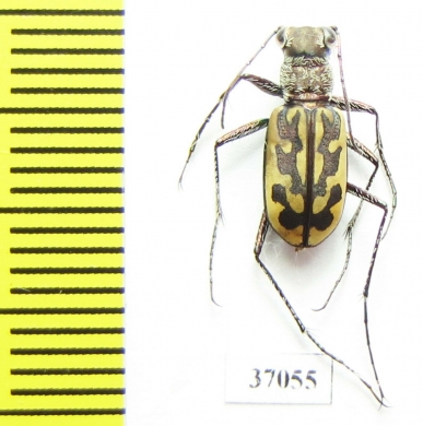 Lophyra sp.  South Africa Rep. - INSECTS-STORE.RU