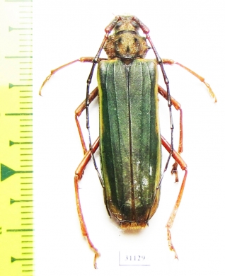 Chlorida sp.  Peru - INSECTS-STORE.RU