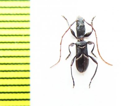 Tillomorpha lineoligera  Chile - INSECTS-STORE.RU