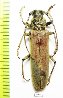 Criodon sp.  Costa Rica - INSECTS-STORE.RU