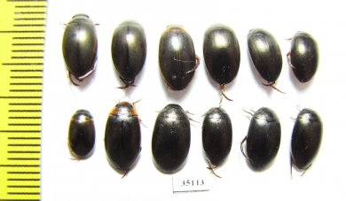 Dytiscidae sp.  Russia, Tver reg. - INSECTS-STORE.RU