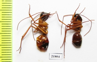 Formicidae sp.  Zambia - INSECTS-STORE.RU