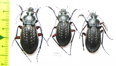 Carabus (Tachypus) cancellatus ssp.  Belorussia - INSECTS-STORE.RU