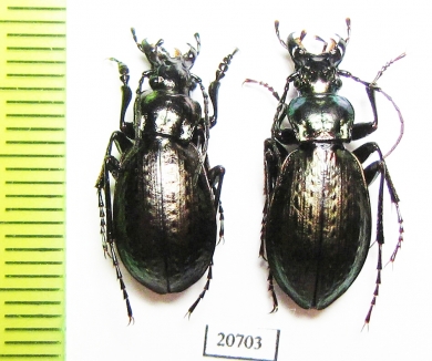 Carabus (Pseudocranion) sackeni gamisiensis, pair  China - INSECTS-STORE.RU