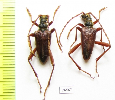 Akimerus schaefferi  Czech Rep. - INSECTS-STORE.RU