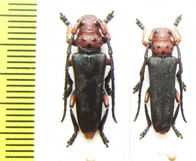 Phytoecia puncticollis  Turkey - INSECTS-STORE.RU