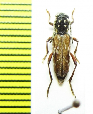 Xylotrechus grayii  China - INSECTS-STORE.RU