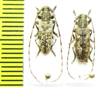 Astynoscelis degener, pair  Russia, Far East - INSECTS-STORE.RU