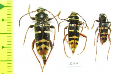 Plagionotus detritus  Russia, Kaluga reg. - INSECTS-STORE.RU